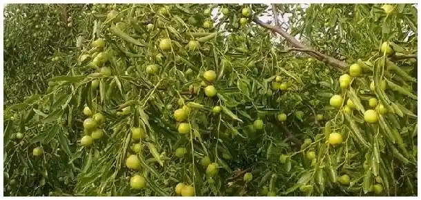 枣树需要授粉树吗 | 农业常识