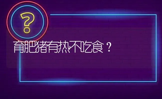 育肥猪有热不吃食? | 养殖问题解答