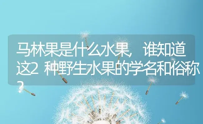 马林果是什么水果,谁知道这2种野生水果的学名和俗称？ | 养殖常见问题
