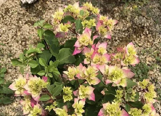 植物常识问题|秋天怎么养三角梅快速开花