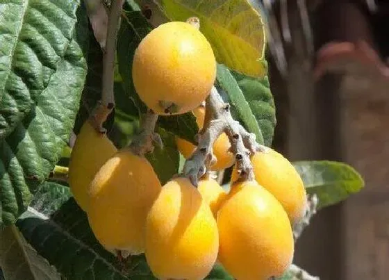 植物常识问题|枇杷树上的蚧壳虫怎么防治（枇杷蚧壳虫打什么药防治）