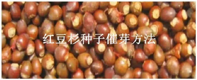 红豆杉种子催芽方法 | 农业常识