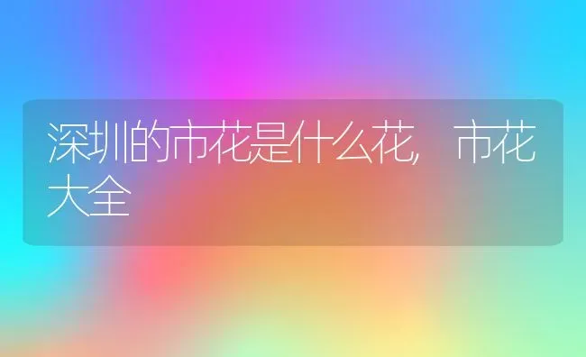 深圳的市花是什么花,市花大全 | 养殖常见问题