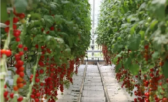 植物常识问题|无土栽培技术与管理条件