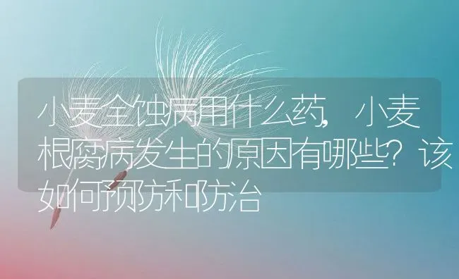 小麦全蚀病用什么药,小麦根腐病发生的原因有哪些？该如何预防和防治 | 养殖常见问题