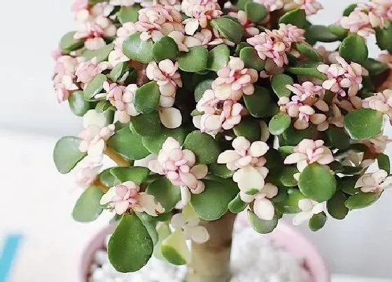 植物常识问题|金枝玉叶花适合室内养吗