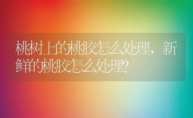 桃树上的桃胶怎么处理,新鲜的桃胶怎么处理？ | 养殖常见问题