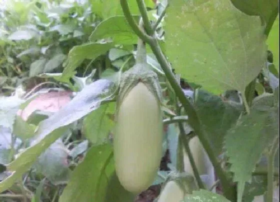 植物常识问题|绿茄子和紫茄子的区别