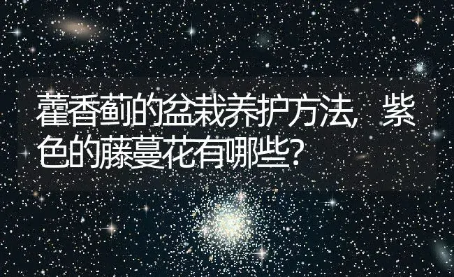 藿香蓟的盆栽养护方法,紫色的藤蔓花有哪些？ | 养殖常见问题