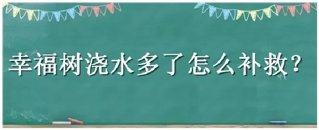 幸福树浇水多了怎么补救 | 三农问答