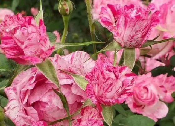 植物常识问题|月季花再开一波花需要怎么养护