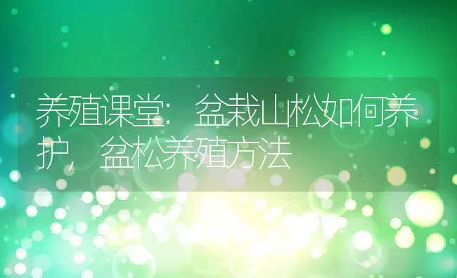 养殖课堂:盆栽山松如何养护,盆松养殖方法 | 养殖常见问题