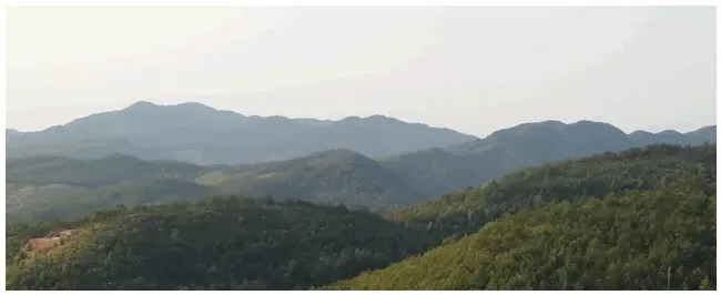 怎样制作悬崖附石盆景 | 农业常识