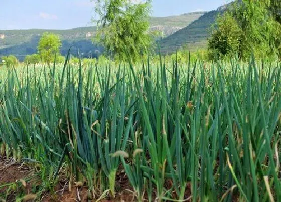 植物常识问题|种大葱用什么肥最好（栽种大葱施肥用什么肥料好）