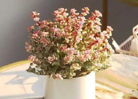 植物常识问题|金枝玉叶掉叶子是什么原因造成的