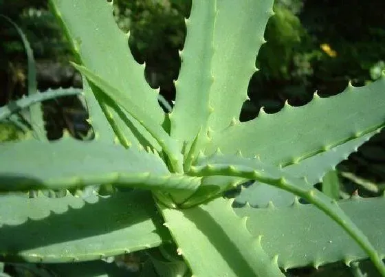 植物常识问题|芦荟品种有哪些 最好的芦荟品种图片