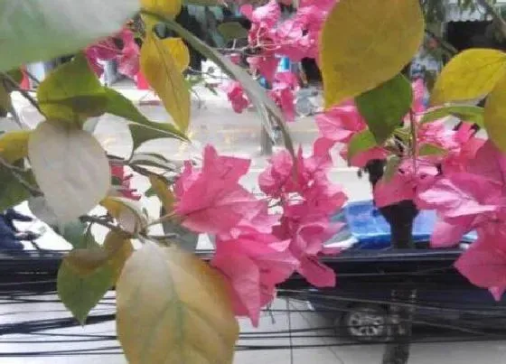 植物常识问题|三角梅怎么扦插根系旺