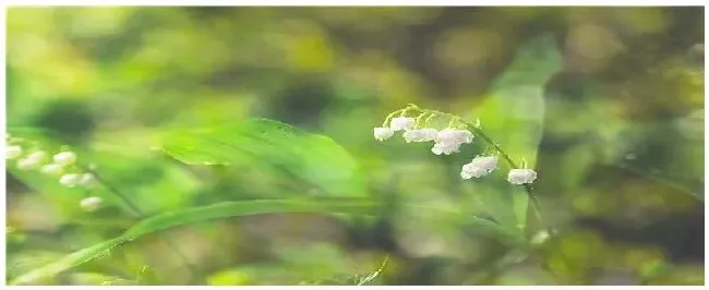 铃兰花的特点有哪些 | 生活常识