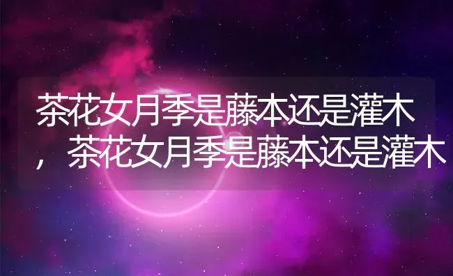 茶花女月季是藤本还是灌木,茶花女月季是藤本还是灌木 | 养殖常见问题