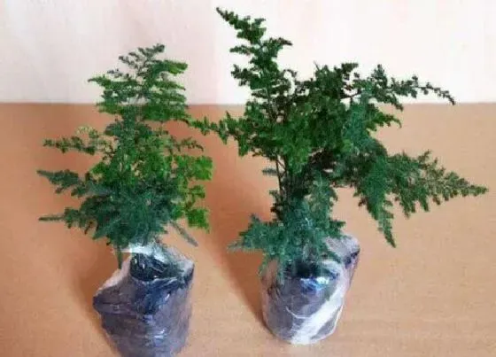 植物常识问题|冬季养文竹满足什么条件