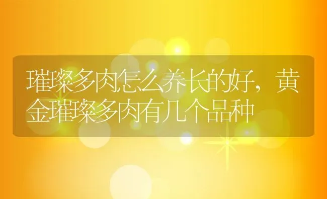 璀璨多肉怎么养长的好,黄金璀璨多肉有几个品种 | 养殖常见问题