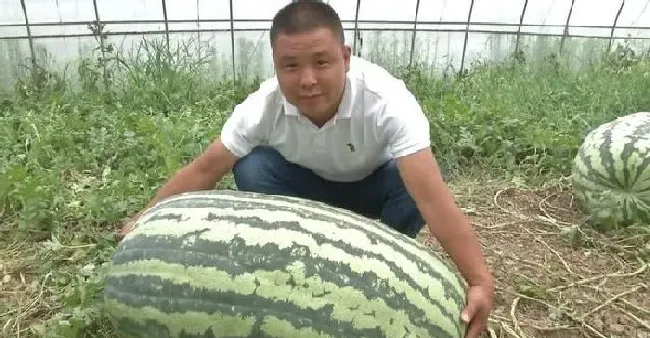 植物常识问题|如何种植提高西瓜产量和品质（西瓜怎么施肥能增产增甜）