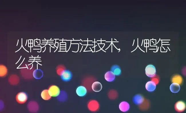 火鸭养殖方法技术,火鸭怎么养 | 养殖常见问题