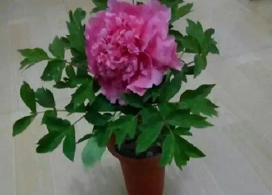 植物常识问题|牡丹品种