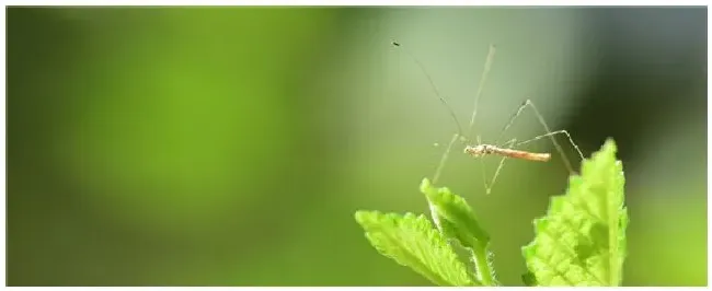 大面积灭蚊子用什么农药 | 农业答疑