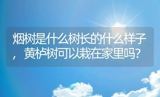 烟树是什么树长的什么样子,黄栌树可以栽在家里吗？ | 养殖常见问题