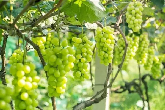 植物常识问题|阳光玫瑰产地在哪里最好 阳光玫瑰葡萄哪个产地好吃