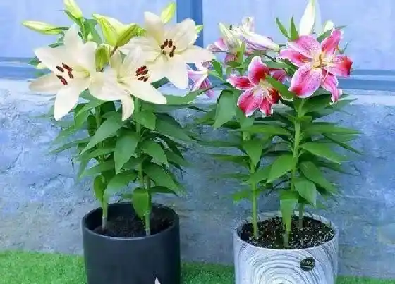 植物常识问题|食用百合的种植方法