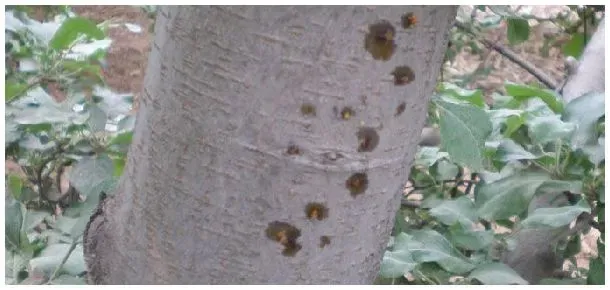 苹果干腐病怎么防治 | 科普知识