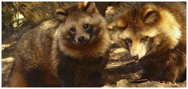 貉子能吃吗 | 三农答疑