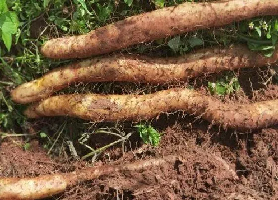 植物常识问题|山药的种植方法