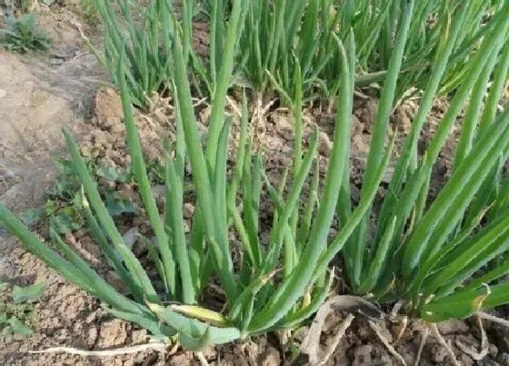 植物常识问题|种大葱用什么肥最好（栽种大葱施肥用什么肥料好）