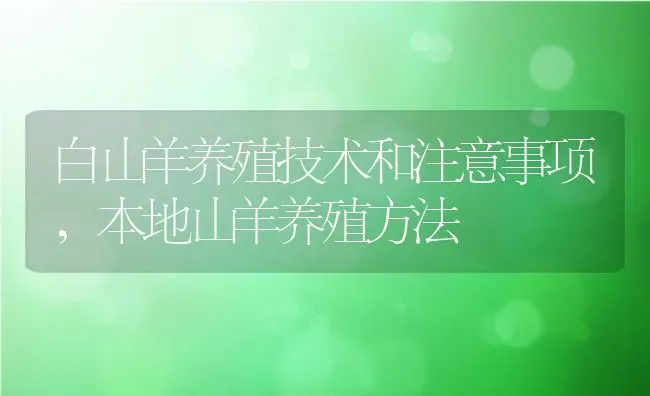 白山羊养殖技术和注意事项,本地山羊养殖方法 | 养殖常见问题