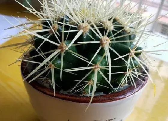 植物常识问题|仙人球的功效与作用及食用方法