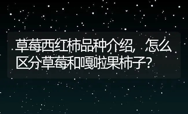 草莓西红柿品种介绍,怎么区分草莓和嘎啦果柿子？ | 养殖常见问题