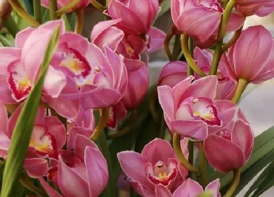 植物常识问题|兰花好养吗