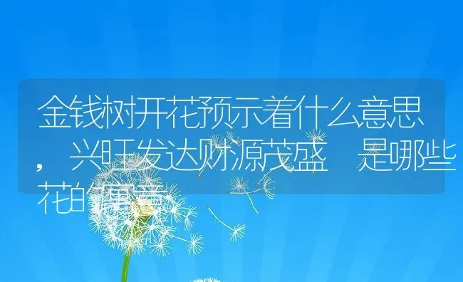 金钱树开花预示着什么意思,兴旺发达财源茂盛 是哪些花的寓意 | 养殖常见问题