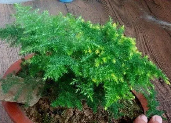 植物常识问题|冬季养文竹满足什么条件