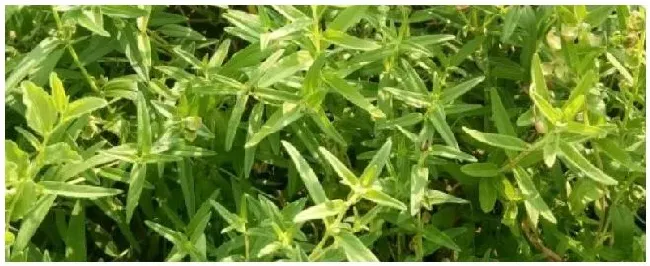 种植黄芩的注意事项 | 农业问题