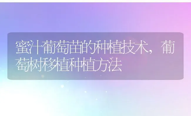 蜜汁葡萄苗的种植技术,葡萄树移植种植方法 | 养殖常见问题