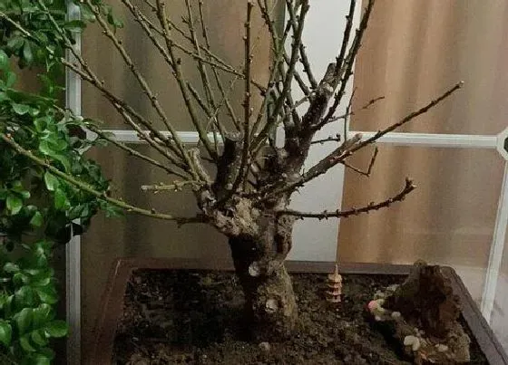 植物常识问题|梅花换盆方法与注意事项