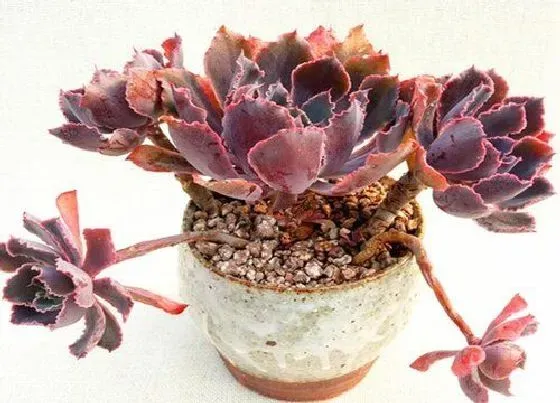 植物常识问题|多肉生长慢基本不长的原因有哪些