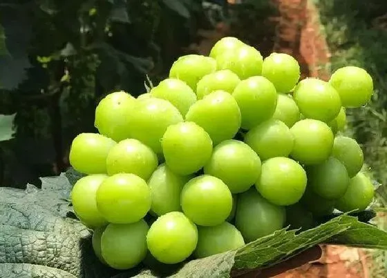 植物常识问题|晴王是什么水果