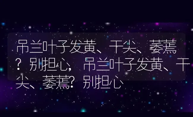 吊兰叶子发黄、干尖、萎蔫?别担心,吊兰叶子发黄、干尖、萎蔫?别担心 | 养殖常见问题