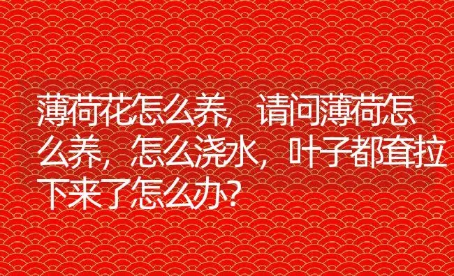 薄荷花怎么养,请问薄荷怎么养，怎么浇水，叶子都耷拉下来了怎么办？ | 养殖常见问题