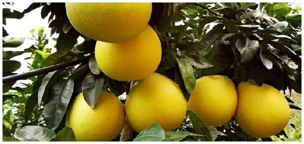 柚子红色和白色的区别 | 生活常识